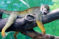 <p>A squirrel monkey rests on a tree branch on a hot day at a zoo in Zhengzhou, Henan province, China July 19, 2017. (Photo: Reuters/Stringer) </p>