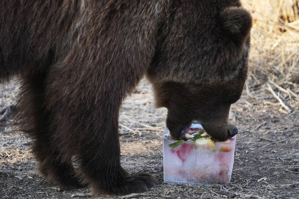 Lotus, a 4-year-old European brown bear, bites into a block of ice with fruits, at the Attica Zoological Park in Spata suburb, eastern Athens, Friday, Aug. 4, 2023. A large number of animals being fed frozen meals at the Attica Zoological Park outside the Greek capital Friday, as temperatures around the country touched 40C (104 degrees Fahrenheit) and were set to rise further, in the fourth heat wave in less than a month. (AP Photo/Thanassis Stavrakis)