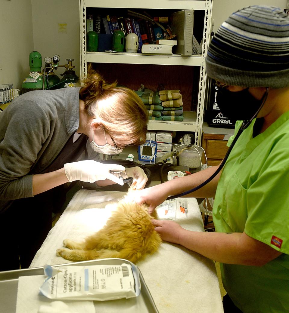 Jessica Thiele, left, a veterinarian, and Sam Kempf, a veterinarian assistant, prepare to neuter a stray cat on Monday at the Central Missouri Humane Society. The humane society is one of several mid-Missouri organizations that will receive assistance from the 2021 CoMoGives campaign, which launches Tuesday.