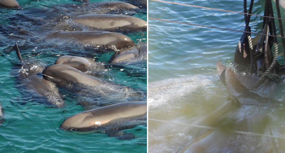 Split screen - Left: Melon-headed whales clumping together in the water. Right: A blurry image of whales tied together by their tails