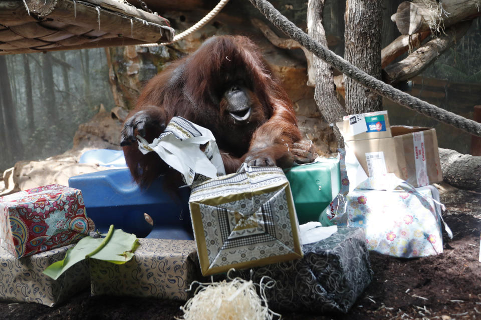 Orangutan Nenette opens presents as she celebrates her 50th birthday, at the Jardin des Plantes zoo, in Paris, Sunday, June 16, 2019. (AP Photo/Thibault Camus)
