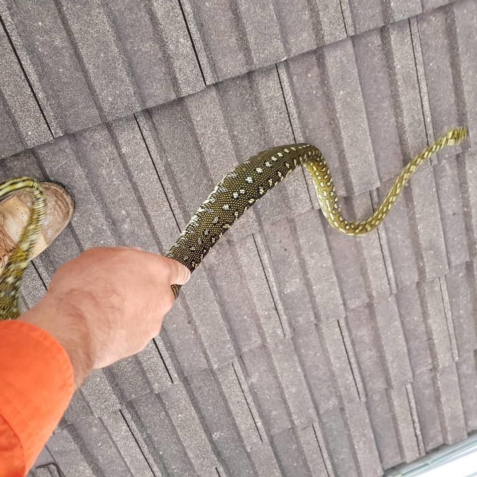 柯林抓過大大小小、不同的蛇。（圖／翻攝自Lake Macquarie Snake Catcher臉書）