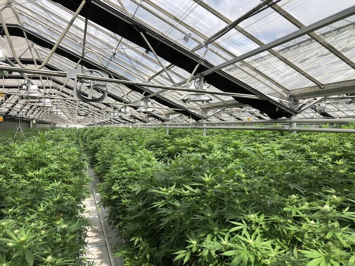 Glass greenhouse with metal latticework and rows of cannabis plants.