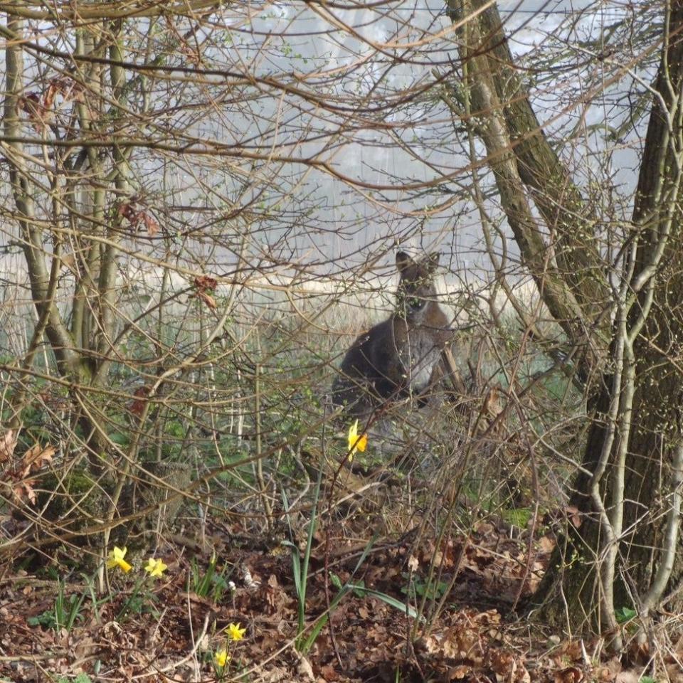 Josh was amazed to see the animal, which had wandered onto their housing estate - Credit: KMG / SWNS.com