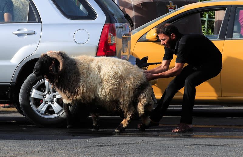 An Iraqi man pulls a sacrificial ram after purchasing it from a livestock market, ahead of the Eid al-Adha festival, in Baghdad