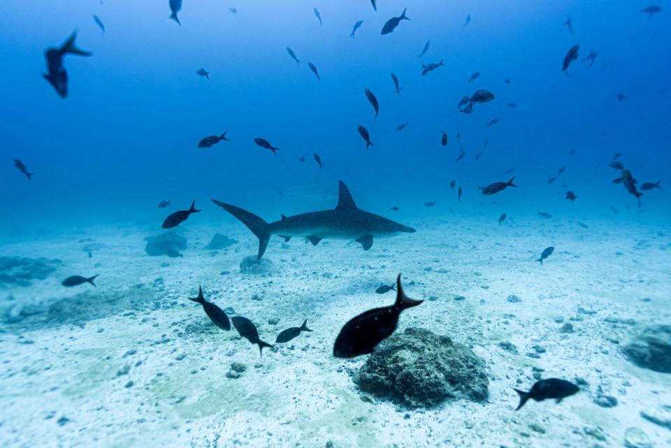 Shark attacks remain extremely low worldwide, researchers say (AFP via Getty Images)