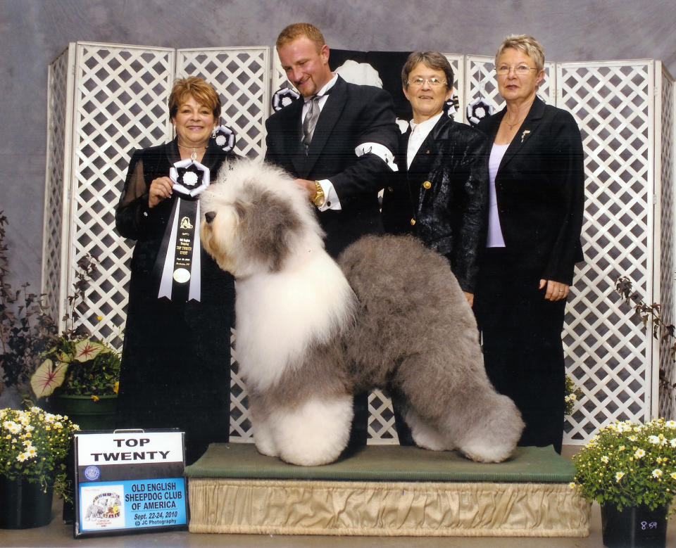 This September 2010 photo provided by Old English Sheepdog Club of America shows English Sheepdog, Georgie Girl, in the top twenty at an Old English Sheepdog of America competition. Breeders in the United States and England are concerned about the drop in the number of purebred sheepdog puppies registered in the two countries each year, as more owners choose smaller dogs like pocket pets and designer puppies. (AP Photo/Old English Sheepdog Club of America, J.C. Photography)