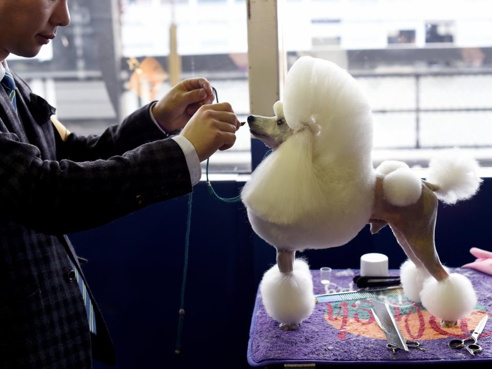 A Toy Poodle is seen in the Benching Area during Day One of competition at the Westminster Kennel Club in 2017.