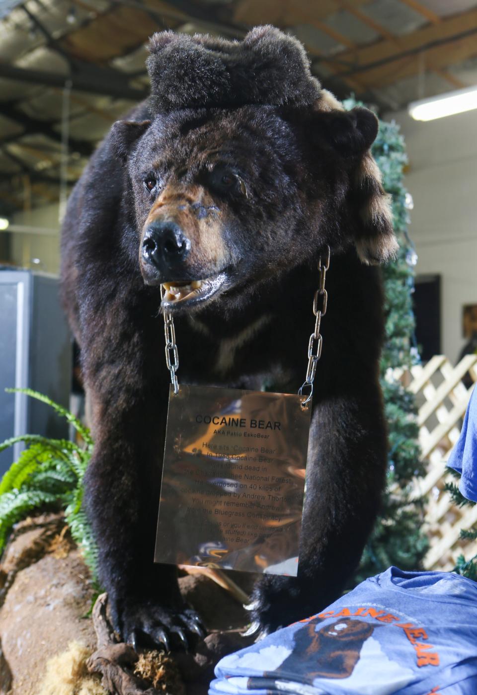 The Cocaine Bear, now shown at the Kentucky for Kentucky Fun Mall, was a 175-pound black bear from Chattahoochee National Forest that died after eating about 75 pounds of cocaine that was lost by Kentuckian drug smuggler Andrew Thornton in 1985. The Georgia state examiner had the animal taxidermised. Waylon Jennings once owned the stuffed bear. March 4, 2020.
