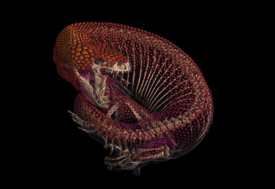 CT scan of Mexican bearded lizard