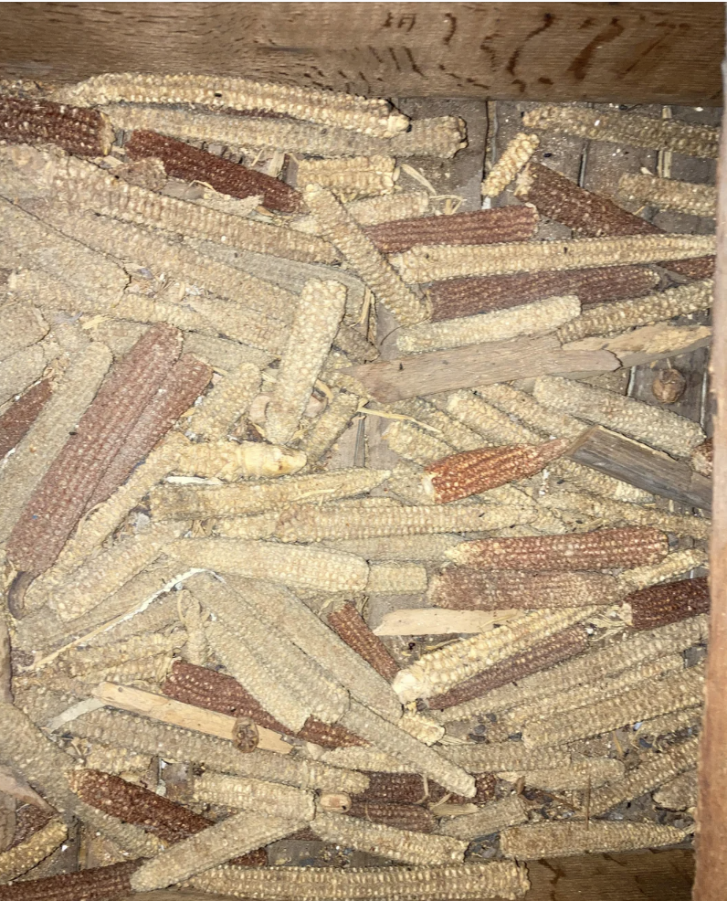 Wooden crate filled with ears of dried corn