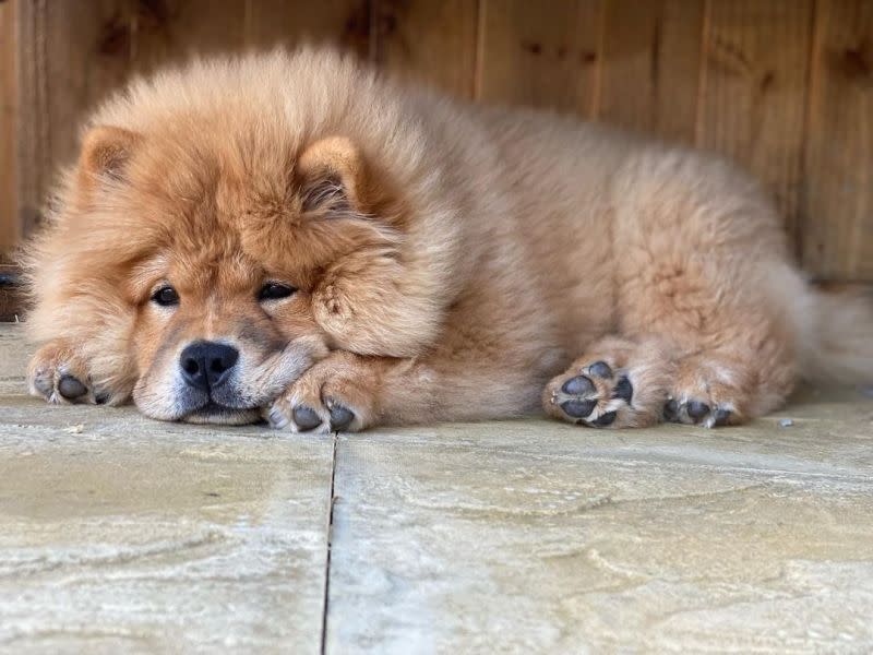 ▲是不是無聊了啊？（圖／Instagram：kota_thechow）