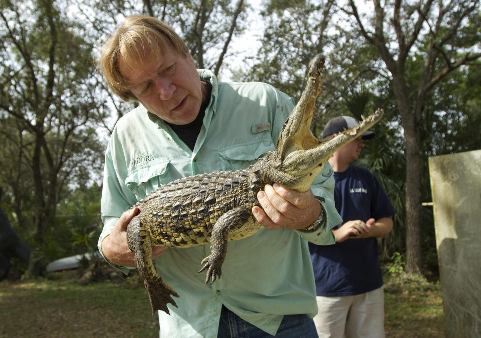 In this Wednesday, Nov. 28, 2012 photo, Joe Wasilewski works with a captured Nile crocodile, caught near his Homestead, Fla., home. State wildlife officials have given their agents a rare order to shoot to kill in the hunt for a young and potentially dangerous Nile crocodile loose near Miami. "They get big. They're vicious. The animals are just more aggressive and they learn that humans are easy targets," says Wasilewski, a reptile expert and veteran wrangler. The American croc "is a gentle animal, believe it or not. That's their nature. They're more fish eaters. They don't consider humans a prey source," says Wasilewski. (AP Photo/J Pat Carter)