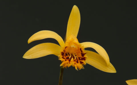 Pleione forrestii - Credit: Tim Sandall/RHS