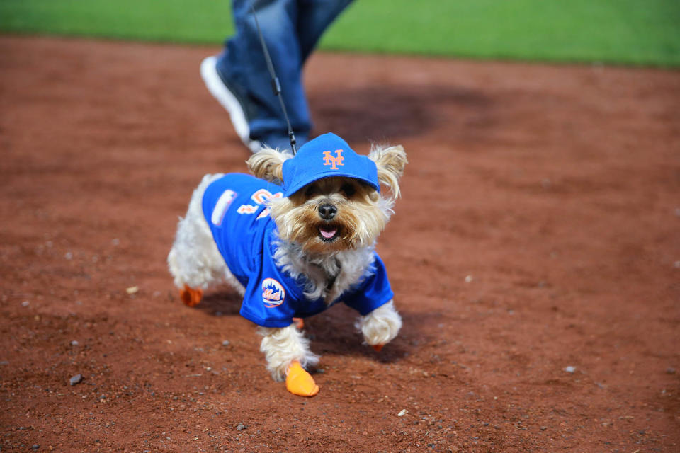 Bark in the Park