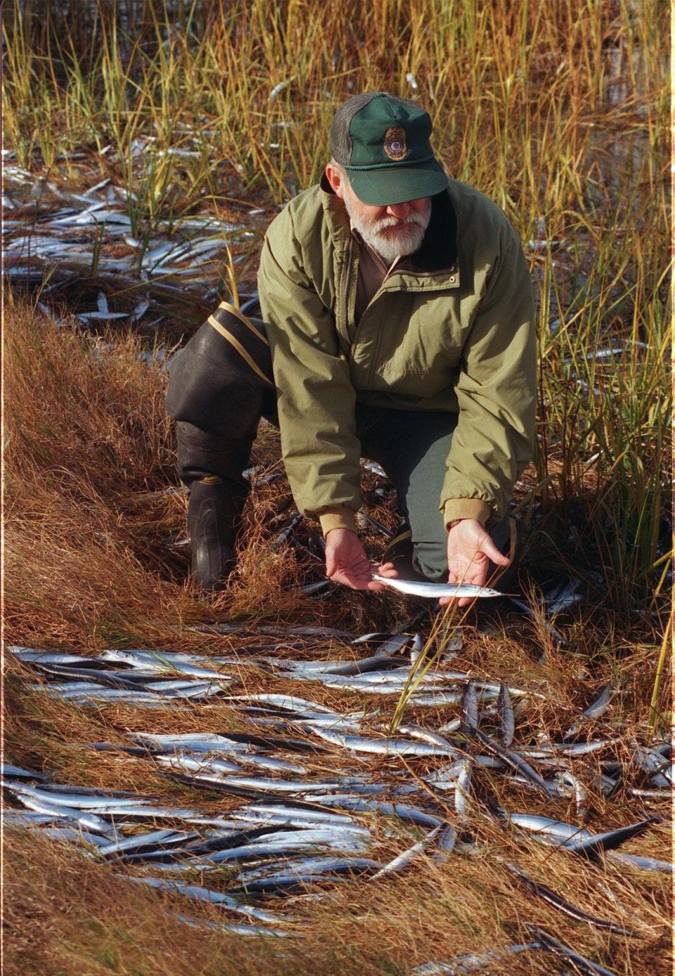 In this 1998 Cape Cod Times file photo, former Eastham natural resources director Henry Lind examines a saury stranded near Rock Harbor in Massachusetts.