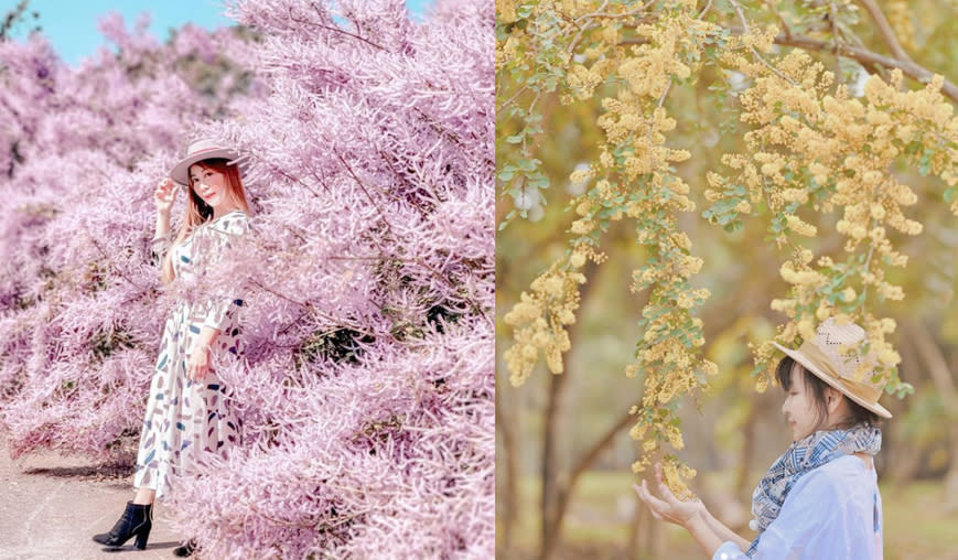 淡紫麝香木、黃萌墨水樹 新爆紅的花海你認識嗎