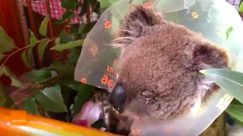 Seaham Kerry is on the mend after her eye surgery. Source: Storyful via Port Stephens Koalas
