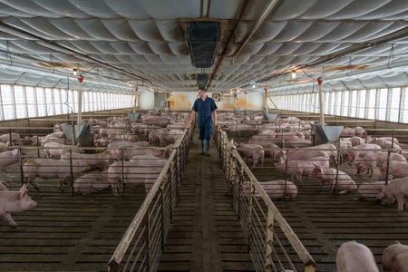 Pigs are seen at a Smithfield Foods, the world's largest pork producer, farm in the United States in this image released on April 11, 2017. Courtesy Smithfield Foods/Handout via REUTERS