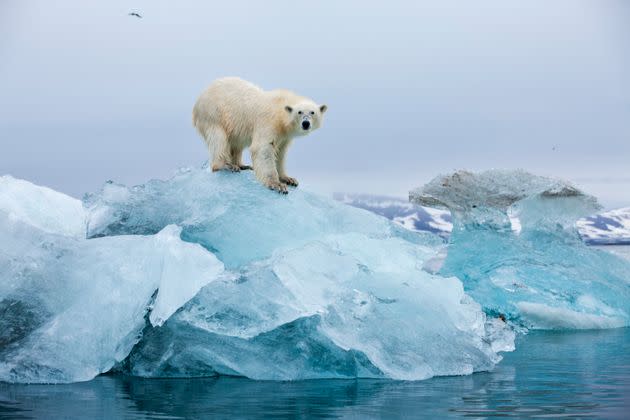 A file photo of a polar bear standing on top of a melting glacier in Svalbard, Norway. (Photo: Paul Souders via Getty Images)