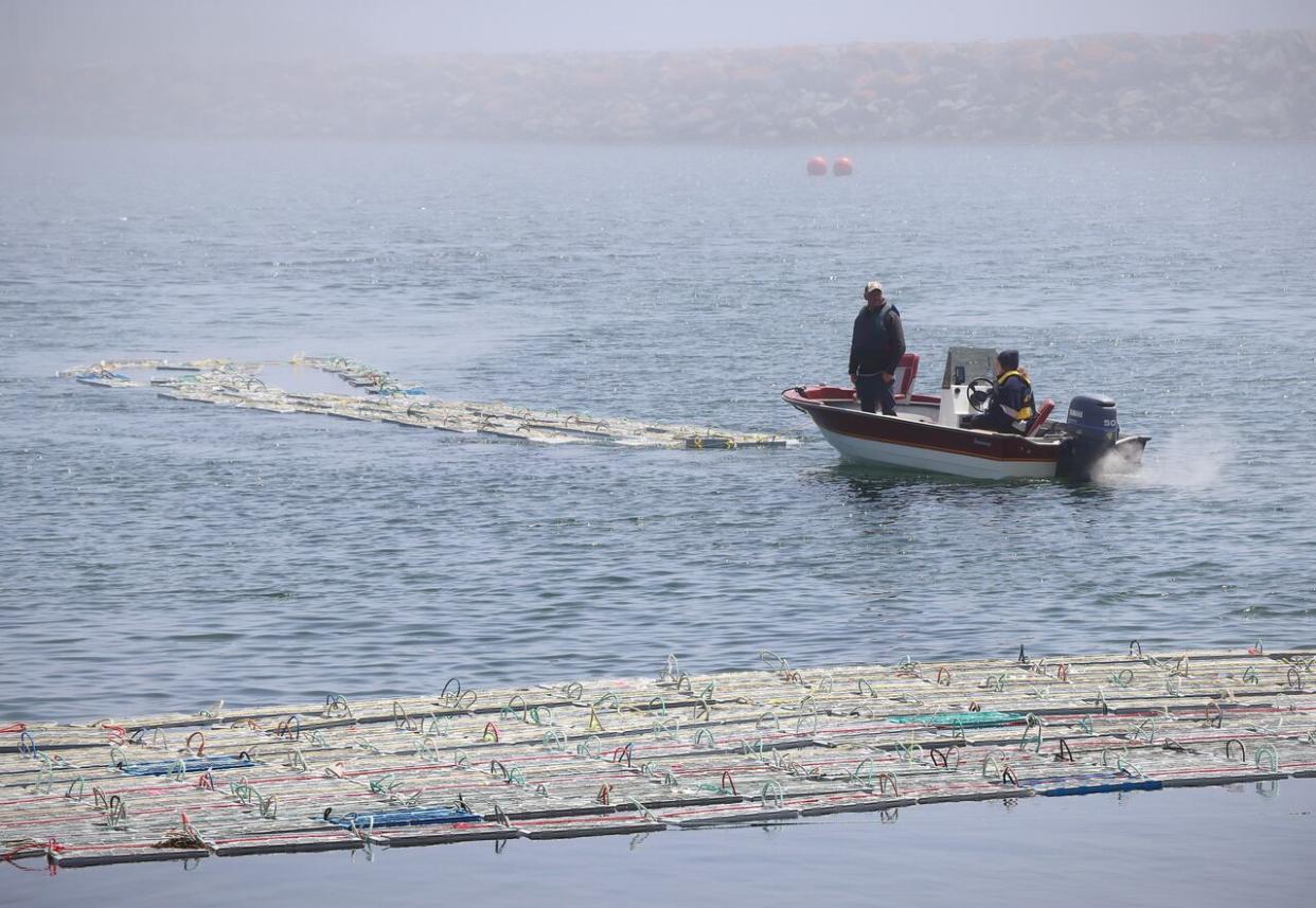 Crates of lobsters are towed into place in the harbour in Main-a-Dieu, N.S., to be temporarily stored while waiting for processing or shipment to market. (Tom Ayers/CBC - image credit)