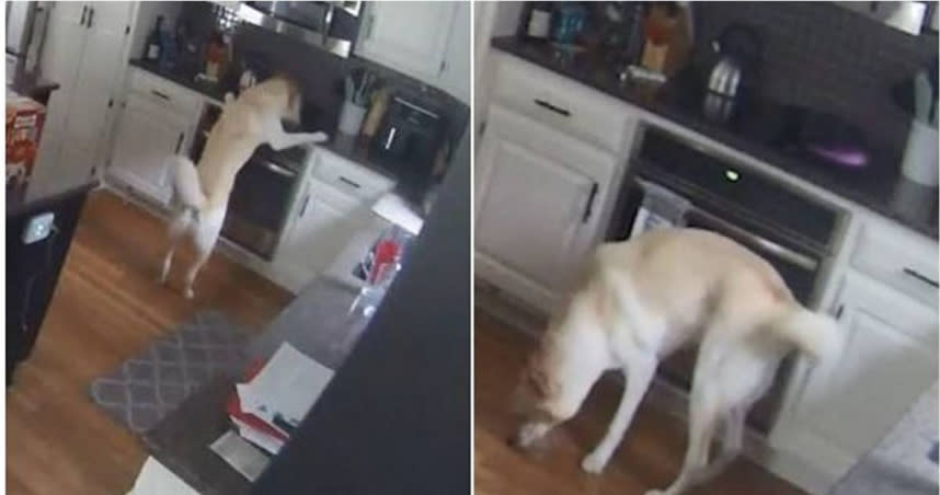 監視器畫面顯示狗狗誤觸爐面。（圖／翻攝自YouTube）