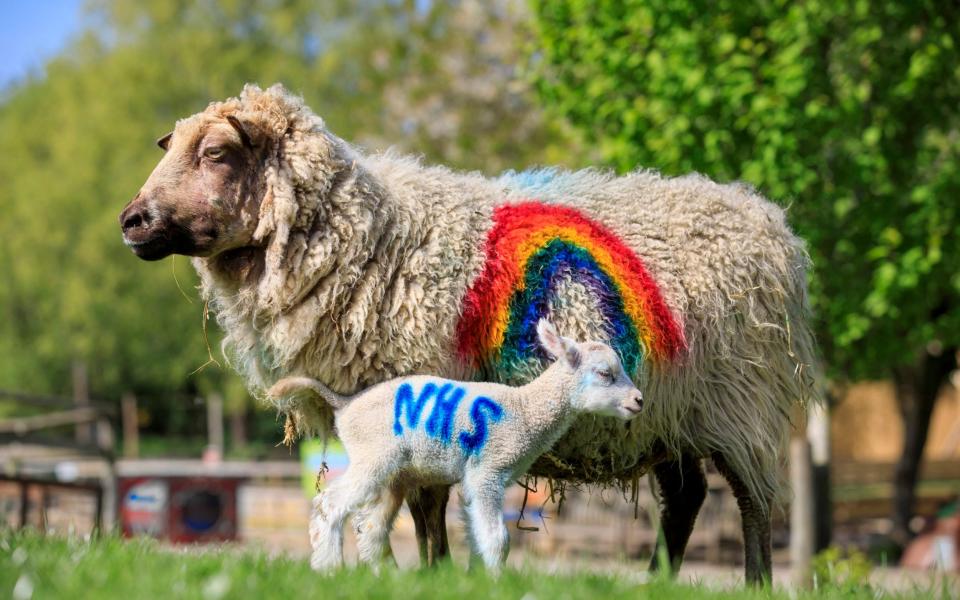 Bocketts Farm in Leatherhead, Surrey are showing their appreciation for NHS heros and other key works by changing the spray paint markings on newborn lambs to rainbows - Oliver Dixon