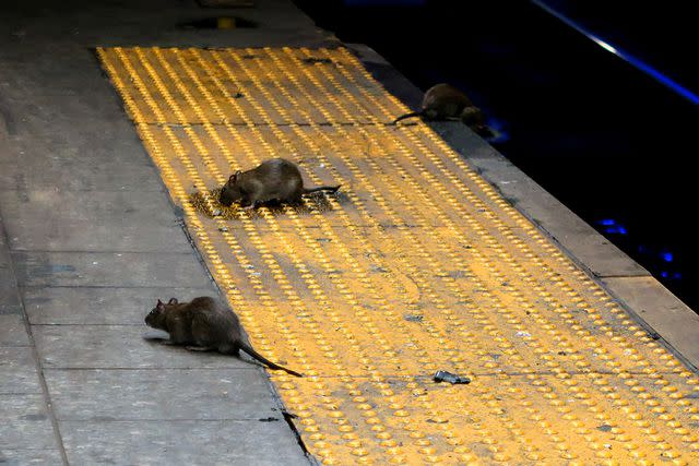 Gary Hershorn/Getty Rats in the New York City subway.