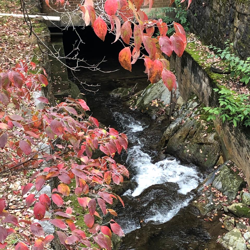 Fall color begins to show above Lewis Creek in downtown Staunton on Saturday, Oct. 14, 2023.