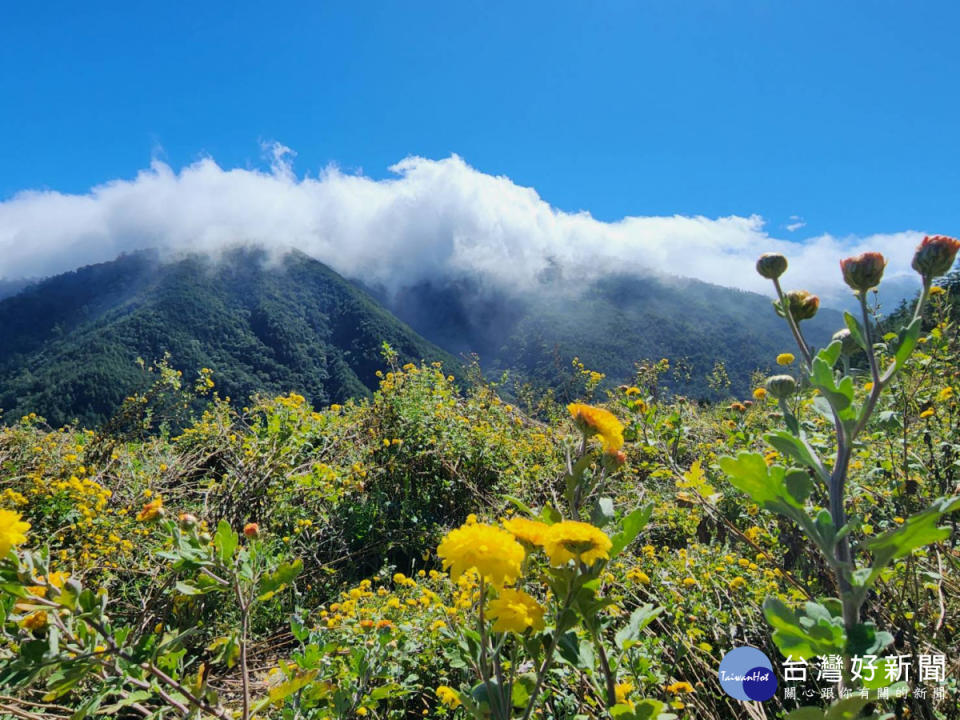 藍天、白雲、青山、黃菊，武陵農場一次蒐齊四顏色。