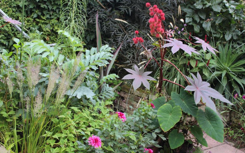 Blue-green leaves of Melianthus contrast with deep red Ricinus in Jack Wallington's garden - Jack Wallington