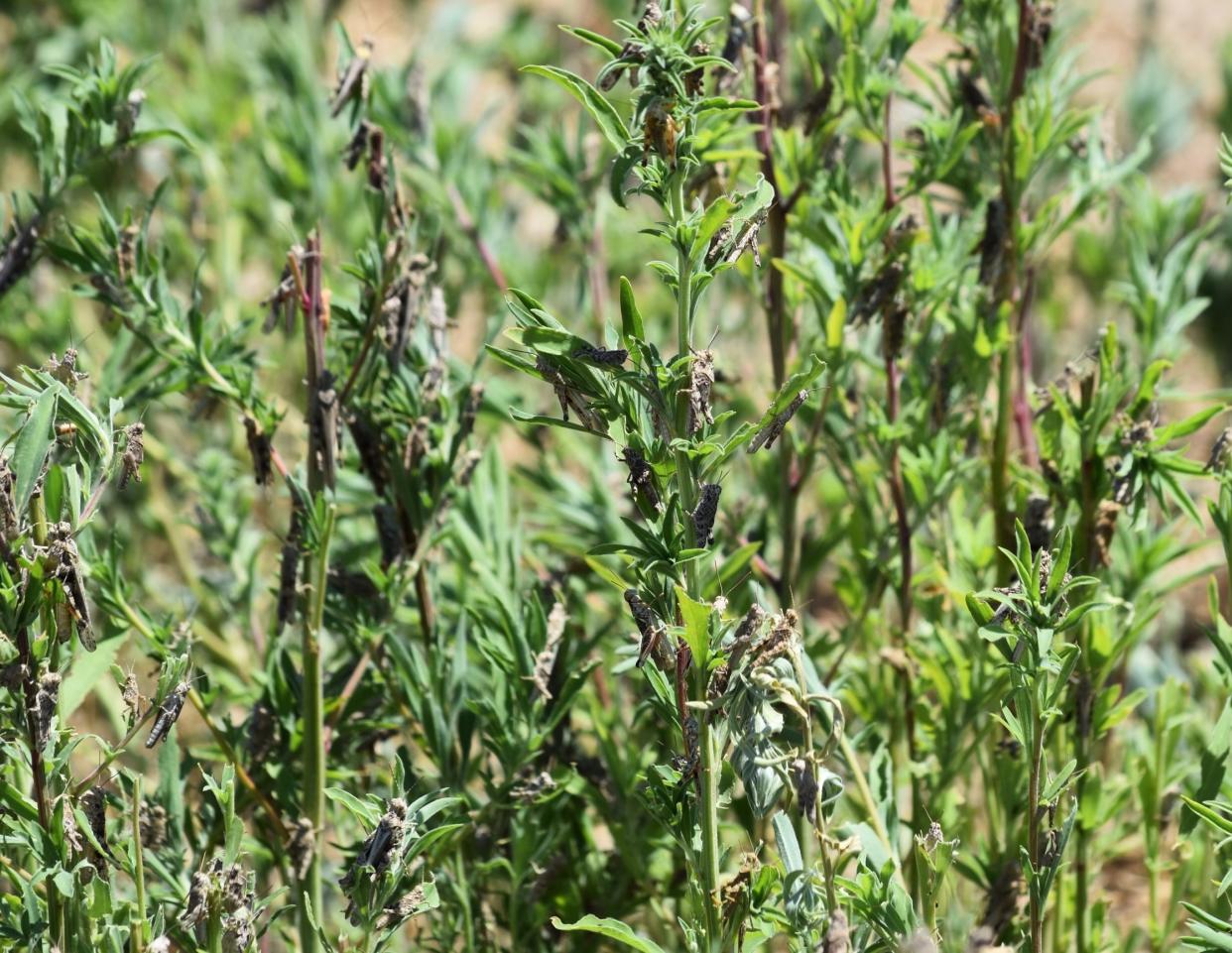 In this August 2021 photo provided by rancher Diana Fillmore, Grasshoppers feed on vegetation on rancher Diana Fillmore's land in Arock, Ore. Farmers in Oregon already battling extreme drought and low water supplies are bracing for another grasshopper and Mormon cricket infestation. Severe outbreaks in recent years, fueled by drier, warmer conditions, have wreaked havoc. (Diana Fillmore via AP)