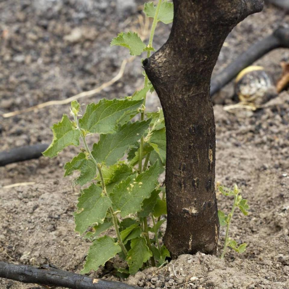 Hackberry: Long-lived, tough native tree. Provides food and shelter for wildlife.