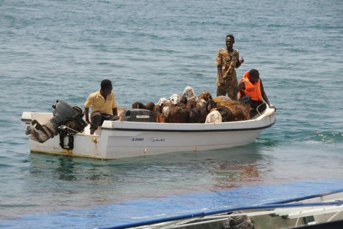 Sheep are rescued after the overloaded ship Badr 1 sank in Sudan's Red Sea port of Suakin sank.  It was crammed with thousands of animals, most of which drowned.