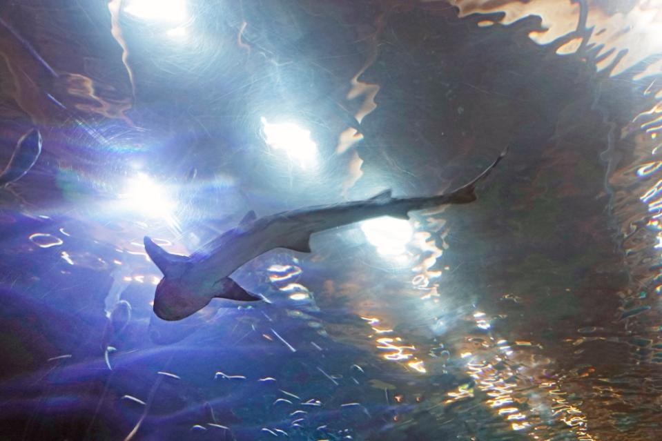 Sharks at Newport Aquarium via Getty Images