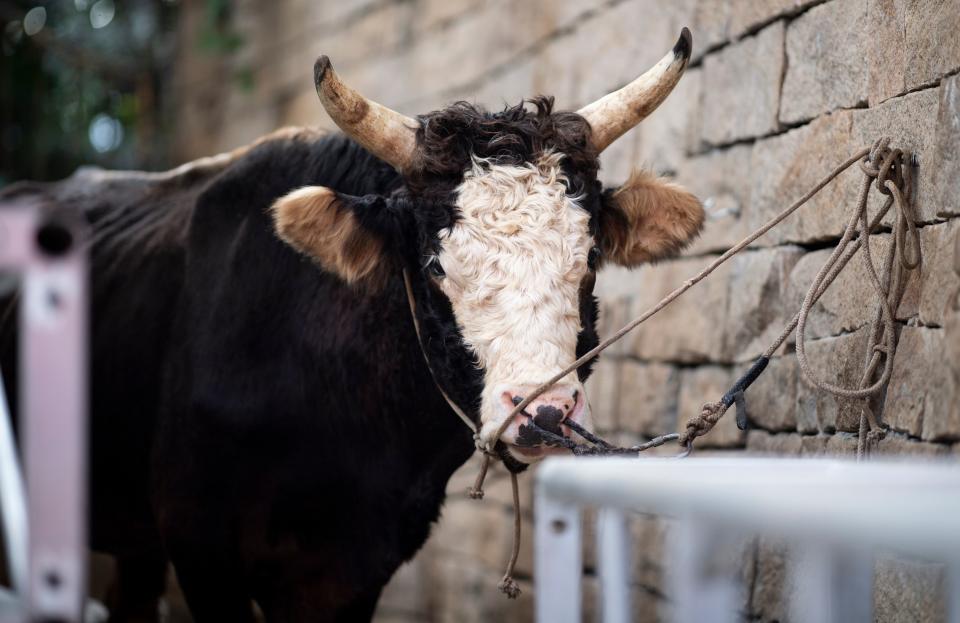  A bull tied to a wall. Photo: JOHANNES EISELE/AFP via Getty Images)