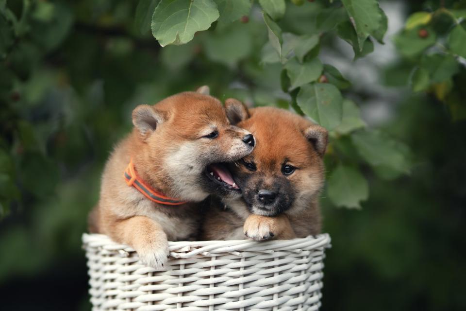 Two dogs in a basket.