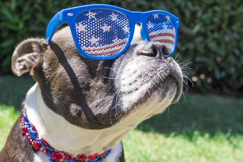 Puppy wearing USA themed glasses and necklace accessories
