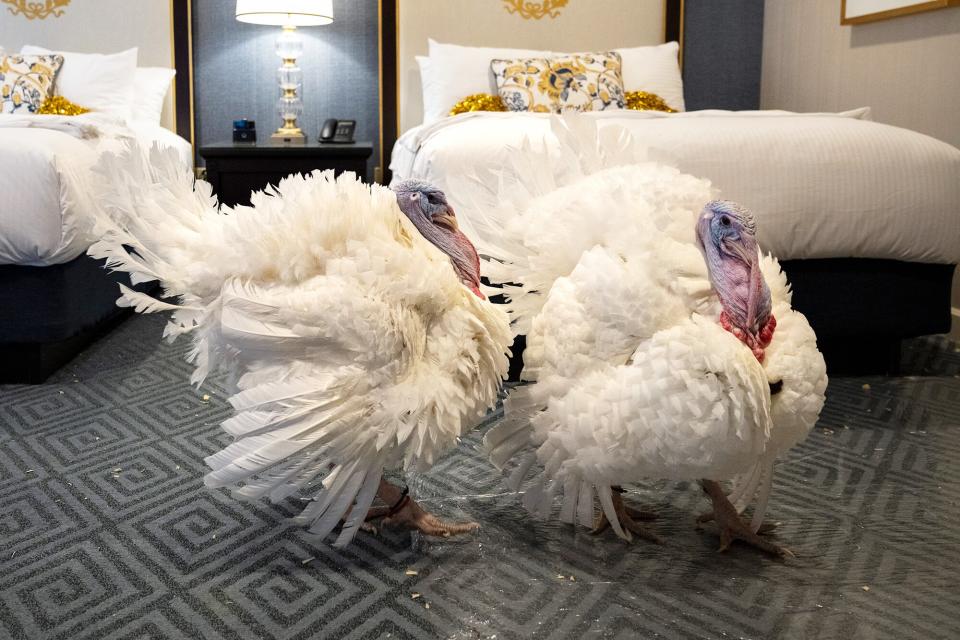 WASHINGTON, DC - NOVEMBER 18: Peanut Butter and Jelly, the National Thanksgiving Turkey and alternate, are shown to members of the press during a news conference held by the National Turkey Federation November 18, 2021 at the Willard Hotel in Washington, DC. The two turkeys from Jasper, Indiana will be pardoned during by President Joe Biden during a Friday ceremony in the Rose Garden of the White House.