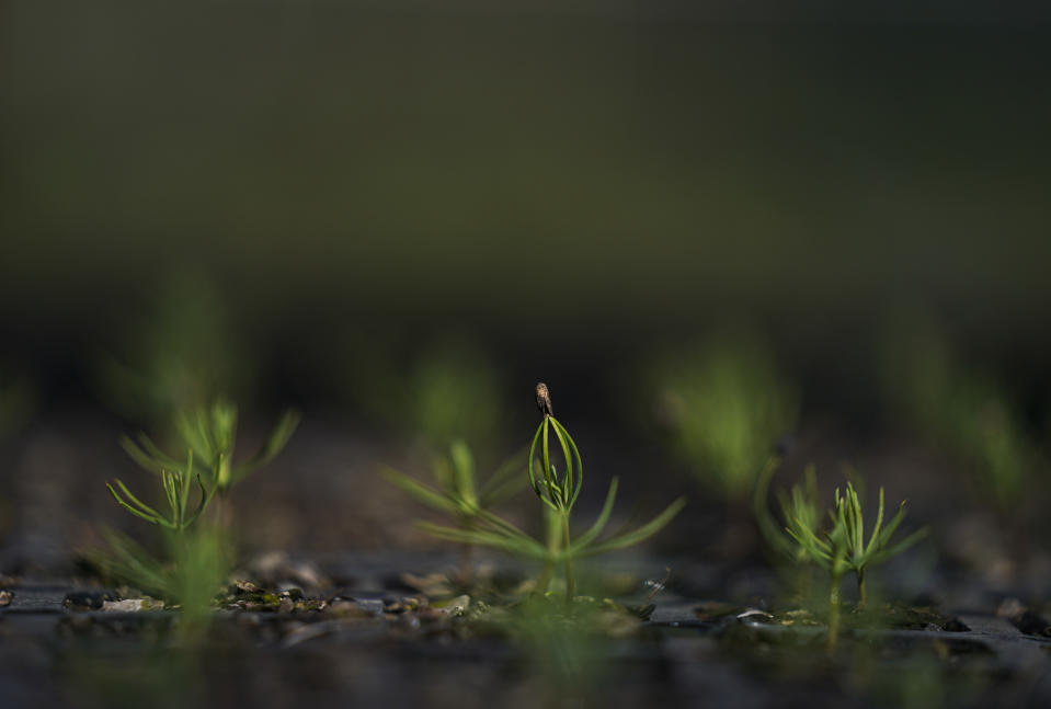 Pine seedlings grow in a greenhouse, that will be used to reforest the pine-covered mountains surrounding the Indigenous township of Cheran, Michoacan state, Mexico, Thursday, Jan. 20, 2022, where regular citizens have taken the fight against illegal logging into their own hands. Over the last decade they have seen illegal logging clear the hillsides for plantations of water hungry avocado trees. Some whose plots have been completely logged have resumed what had once been a sustainable forestry practice of extracting pine resin for turpentine or cosmetics. (AP Photo/Fernando Llano)