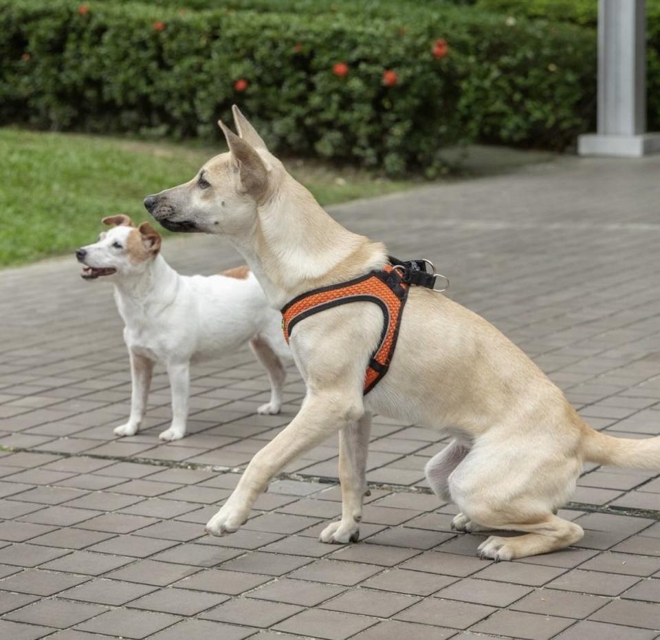  蔡英文將與愛貓、愛犬搬離總統官邸。 圖：翻攝自蔡英文IG 