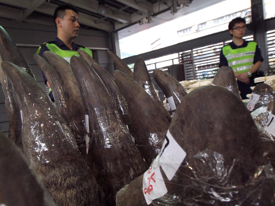 Hong Kong Customs agents stand in the background behind 33 rhino horns seized in 2011.