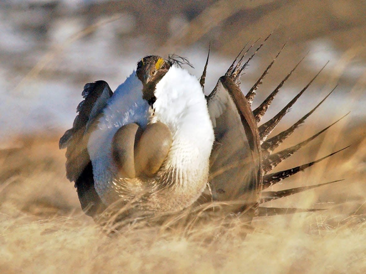 Greater sage grouse, once prolific on the Canadian prairies, have been considered federally endangered for decades. Existing populations in Alberta and Saskatchewan have continued to wane. (Jerret Raffety/AP/Rawlins Daily Times - image credit)
