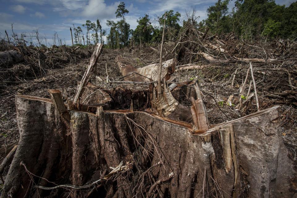 Heavily logged tropical forest.