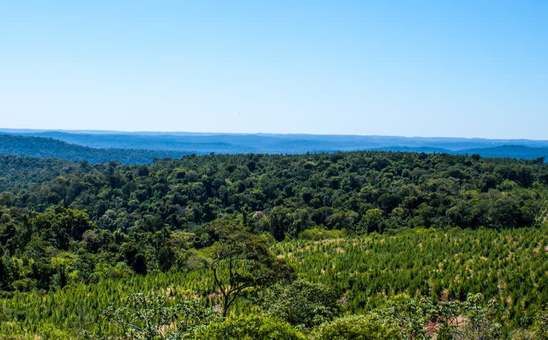 Los bosques nativos brindan diversos beneficios al ambiente y a la sociedad: ayudan en el proceso de regulación hídrica, cumplen un rol central en la conservación de la biodiversidad y de la calidad del agua, evitan la erosión del suelo y forman parte del proceso de fijación de carbono