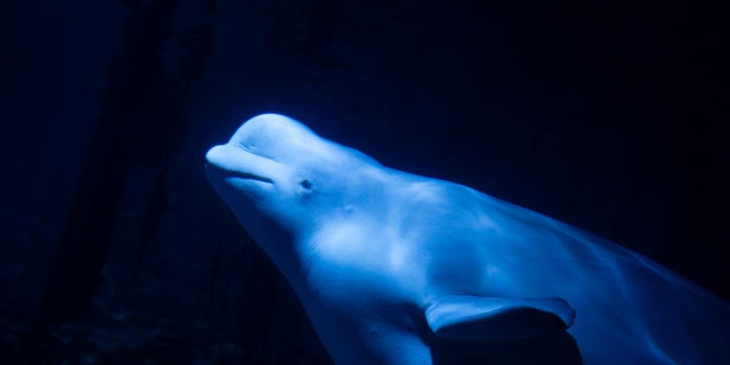 Zwei Belugas sind aus der Ukraine gerettet und nach Spanien gebracht worden<span class="copyright">Europa Press via Getty Images</span>