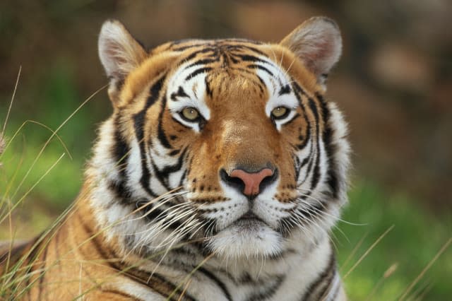 Sumatran tiger (Panthera tigris sumatrae), close-up