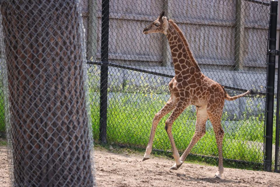 Olmy, a month-old Masai giraffe, zooms around the Animals of the Savanna exhibit at the Seneca Park Zoo.