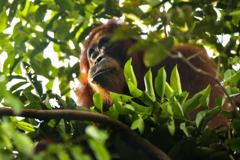 Blessé au visage, un orang-outan de Sumatra s'est soigné avec un pansement fabriqué à partir d'une plante médicinale (CHAIDEER MAHYUDDIN)