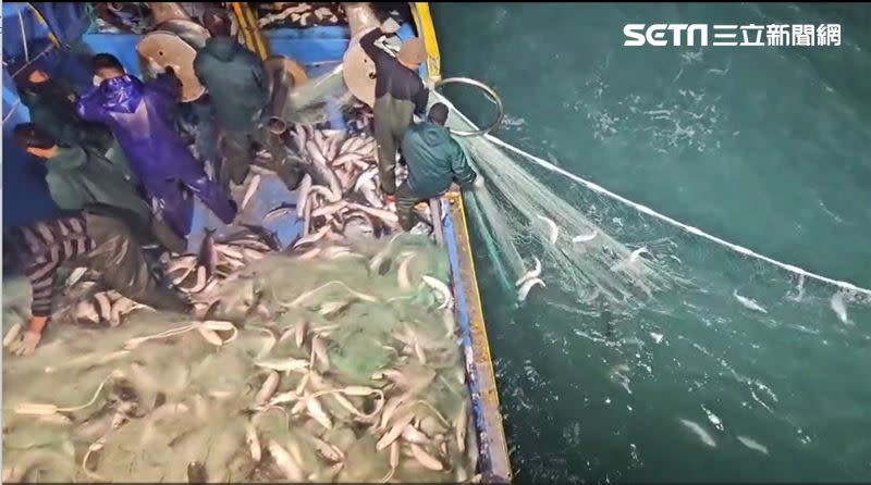 「泓泉號」滿船都是烏魚，幾乎每網必中，讓漁民相當開心。(圖/翻攝畫面)